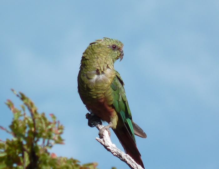 uccelli dalla Patagonia