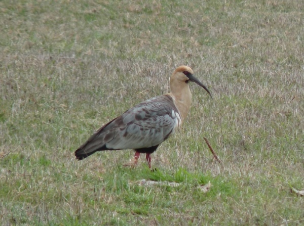 uccelli dalla Patagonia