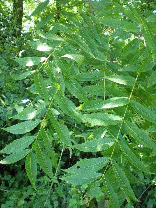 Juglans nigra L..