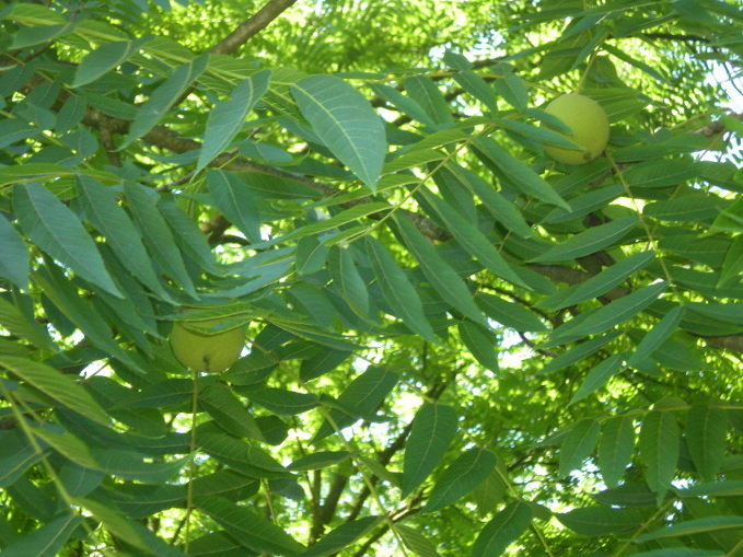 Juglans nigra L..