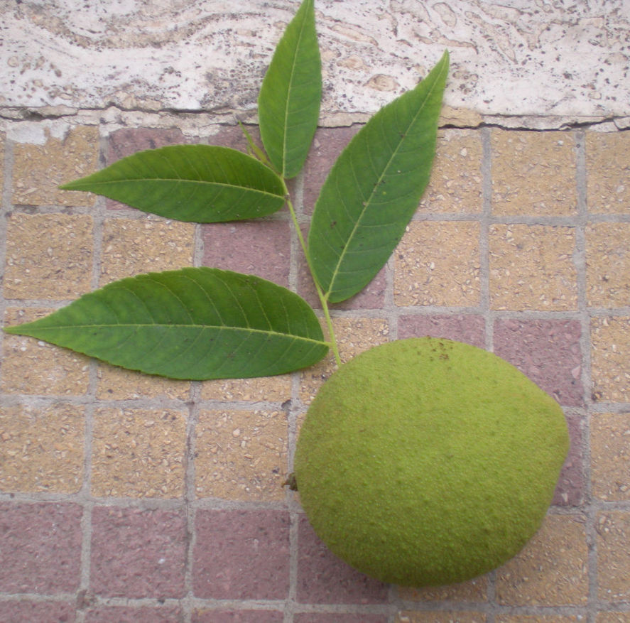 Juglans nigra L..