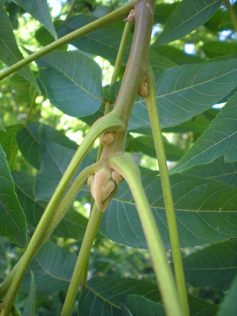 Juglans nigra L..
