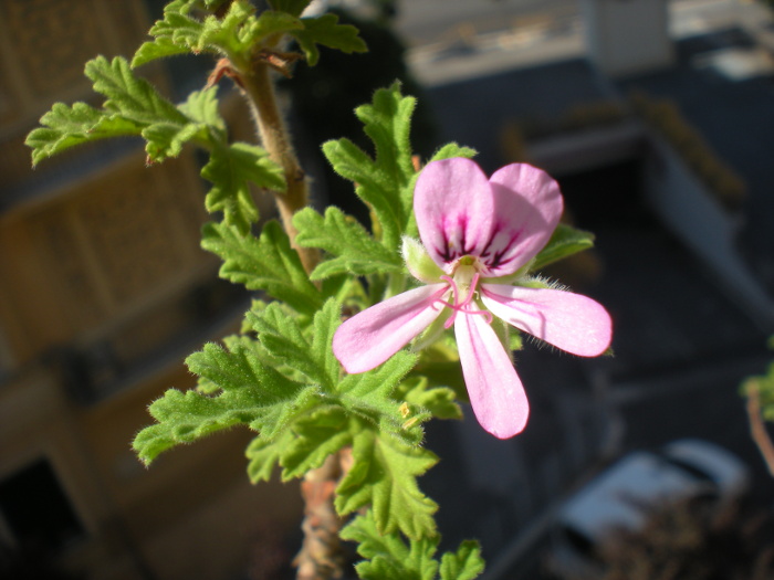 pelargonium graveolens o radens?