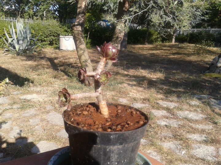 Aeonium arboreum var. Atropurpureum
