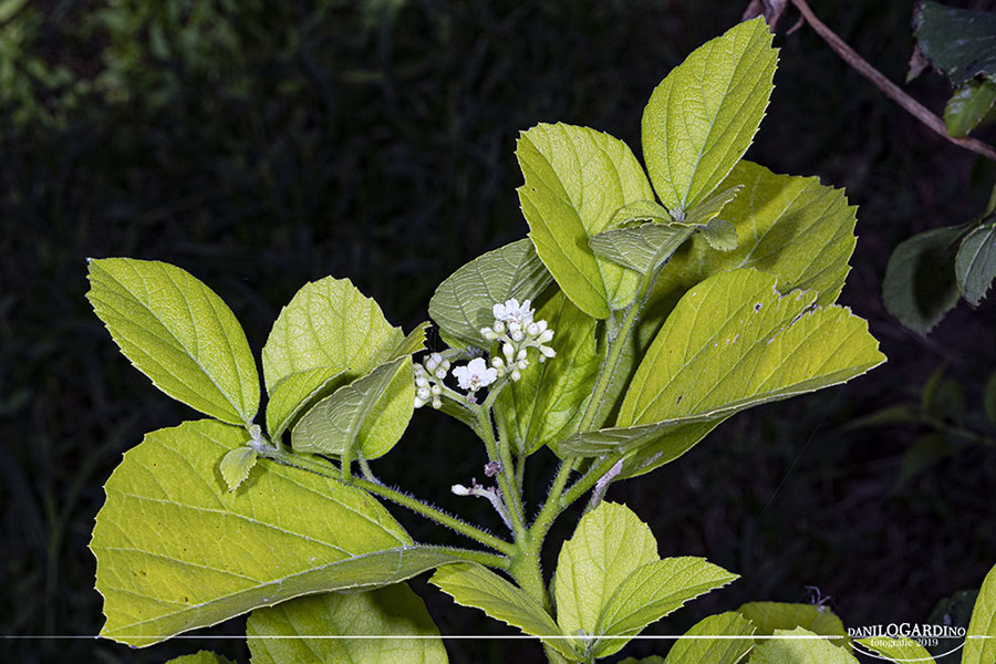 Da seme di Cuba: Cordia crenata Delile subsp. crenata