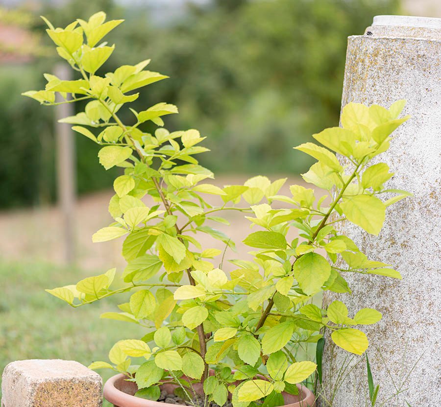 Da seme di Cuba: Cordia crenata Delile subsp. crenata