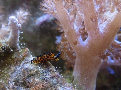 piccolo nudibranco