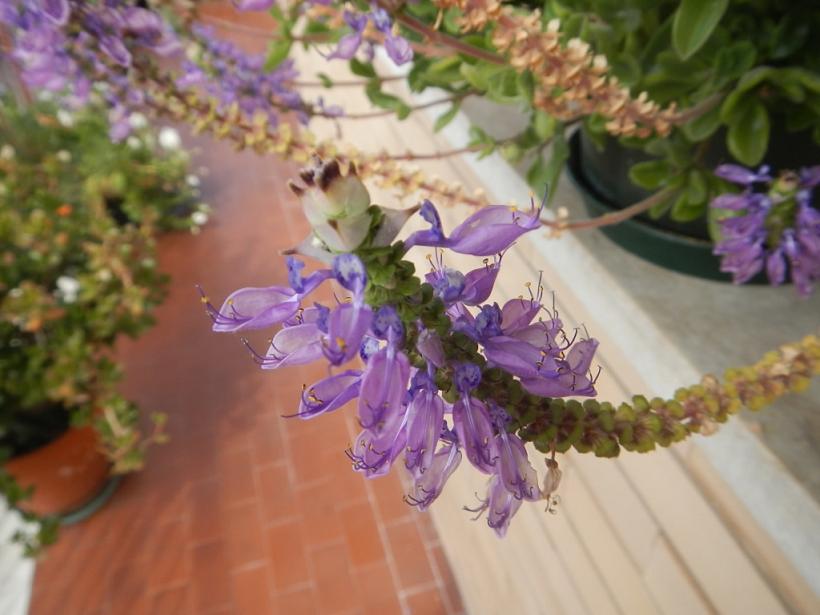 Pianta del Madagascar