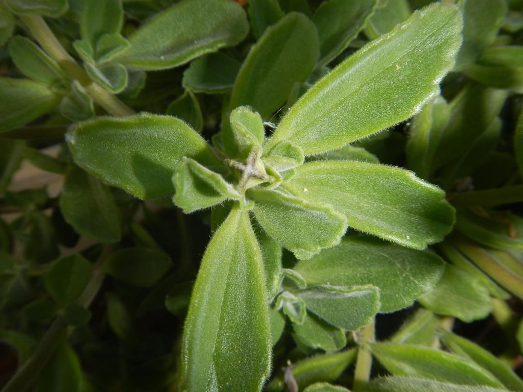 Pianta del Madagascar