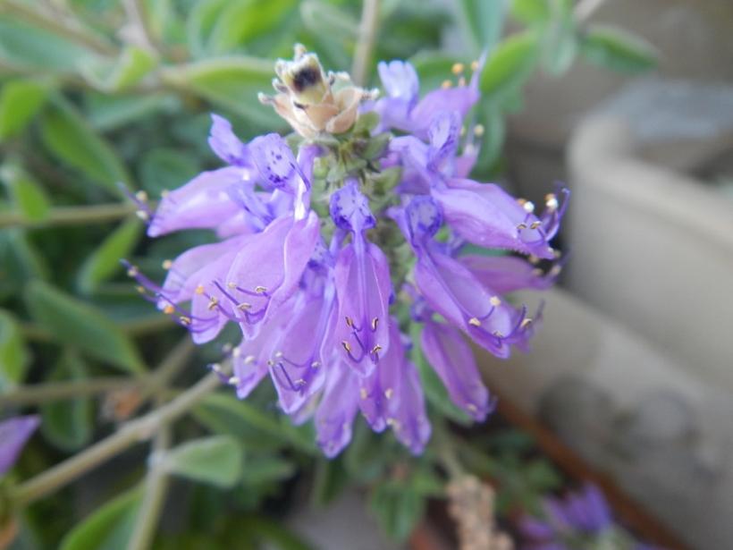 Pianta del Madagascar