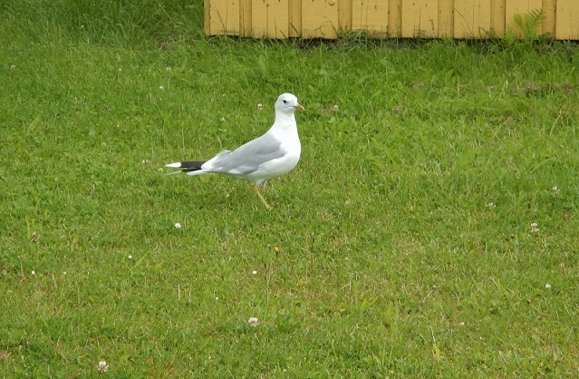 Gabbiano Danimarca:  Gavina (Larus canus)