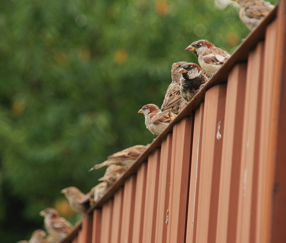 Passer domesticus (PL)