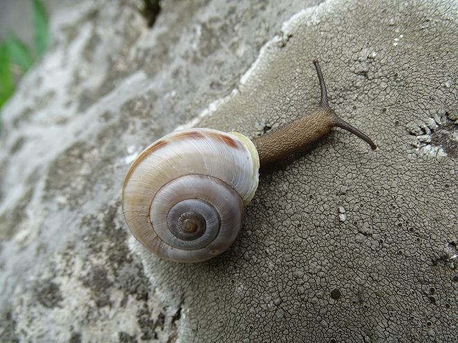 Helicigona trizona