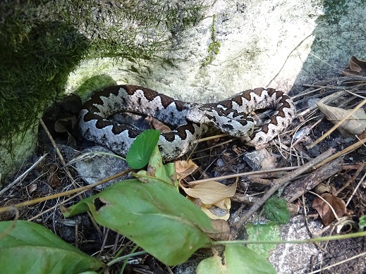 Vipera ammodytes ammodytes