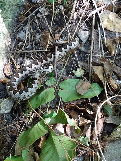 Vipera ammodytes ammodytes