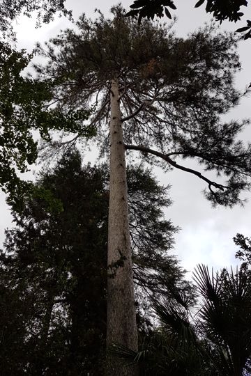 Specie di Pino:  Pinus nigra