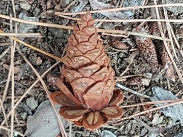 Specie di Pino:  Pinus nigra