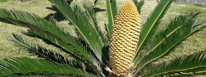 Cycas revoluta