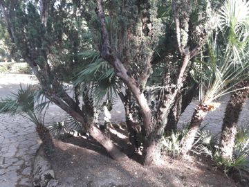 E'' anche Taxus baccata?