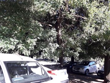 Styphnolobium japonicum ( = Sophora japonica L. ) - Fabaceae