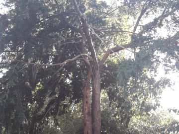 E'' un Tasso?  S, Taxus baccata (Taxaceae)