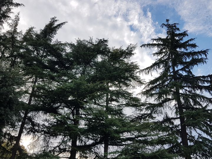 Specie di Cedri: Cedrus deodora