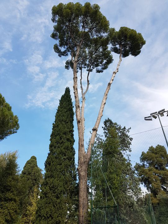 Un altro Pino da determinare: Pinus cfr. sylvestris