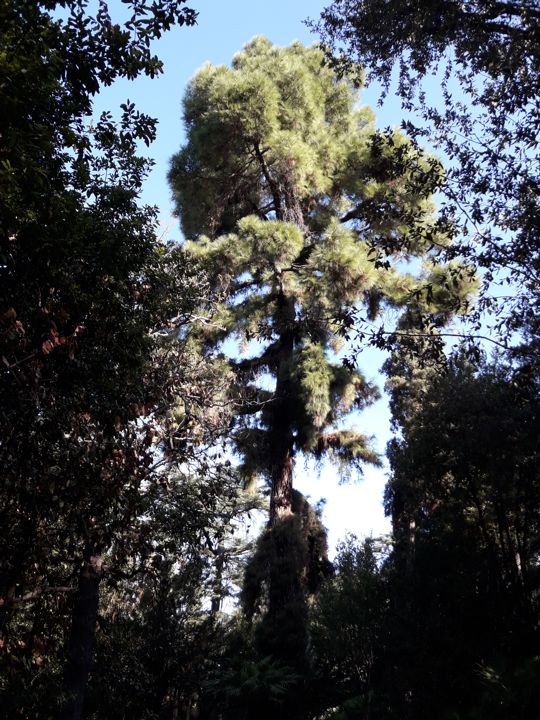 Pinus canariensis o Pinus radiata? Pinus canariensis