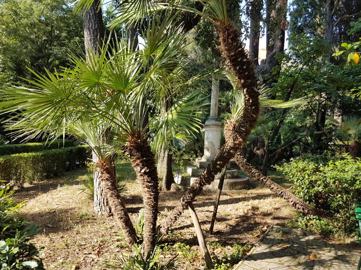 Serenoa repens?  No, Chamaerops humilis (Arecaceae)