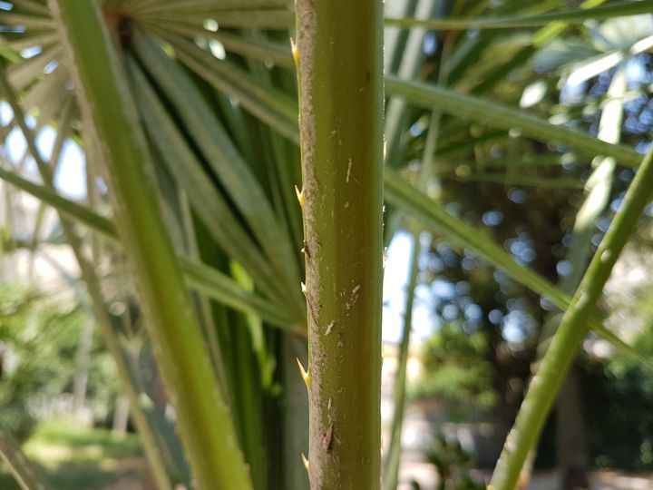 Serenoa repens?  No, Chamaerops humilis (Arecaceae)