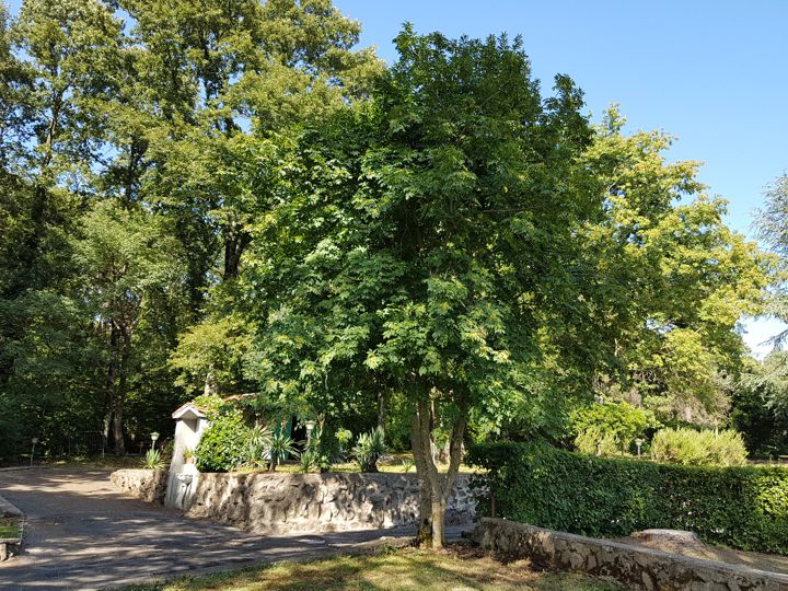 Frassino in un parco:  Fraxinus ornus