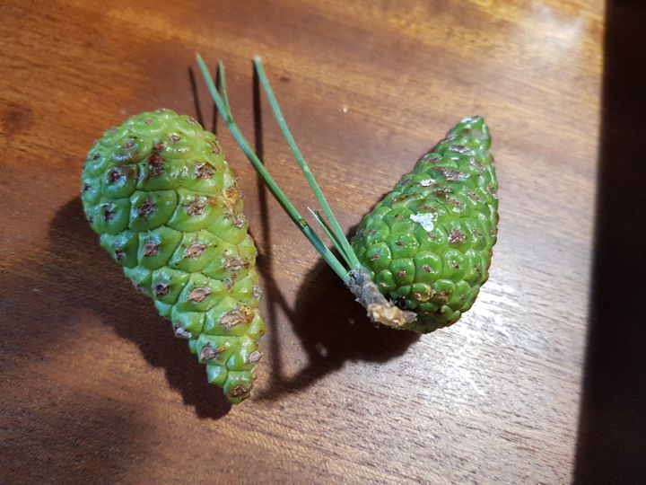 Specie di Pino:  Pinus nigra