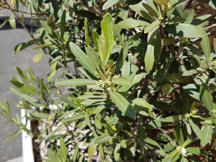 Olea europaea / Ulivo