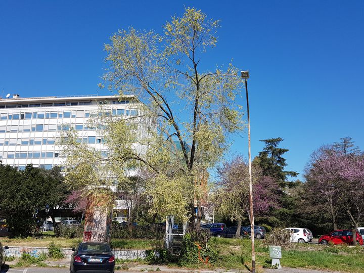 Albero in fiore o in frutto?  Ulmus pumila (cfr.) in frutto