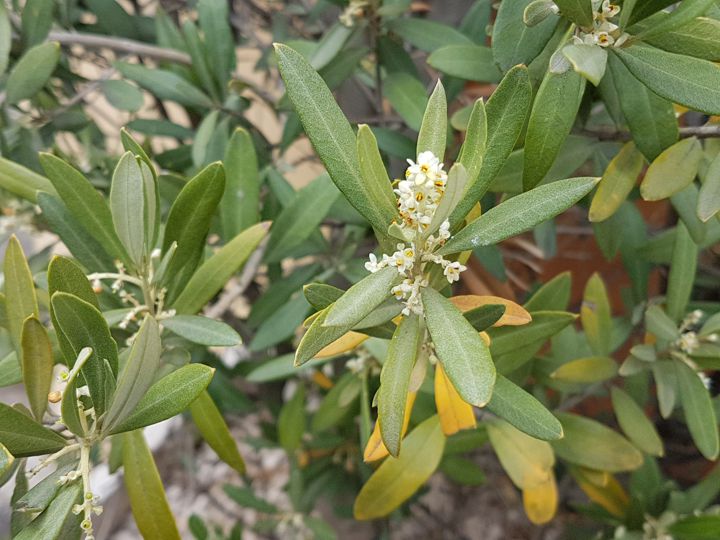 Olea europaea / Ulivo