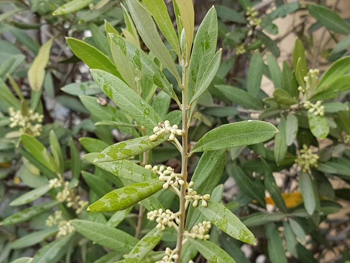 Olea europaea / Ulivo