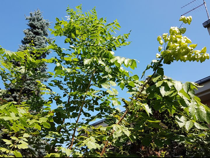 Koelreuteria paniculata (Sapindaceae)