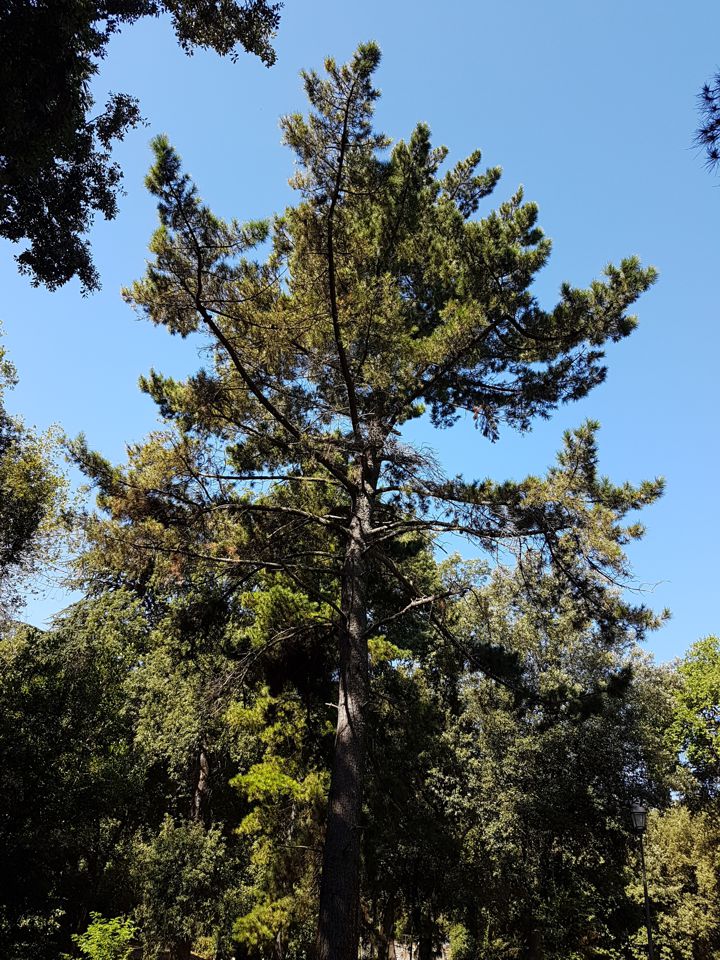 Pinus sp.