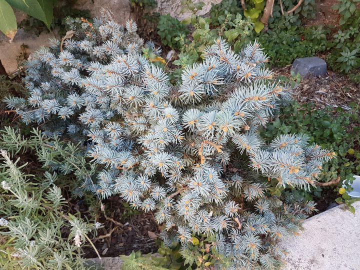 Picea pungens ''Glauca Globosa''