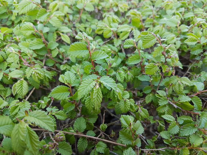 arbusto incognito: cfr. Ulmus minor