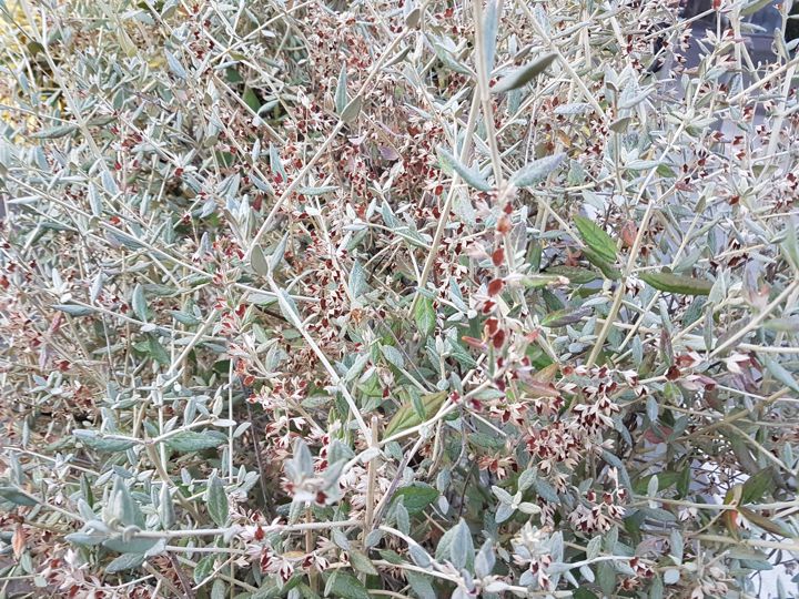 Sul lungomare di Maiori: cv diTeucrium fruticans (Lamiaceae)