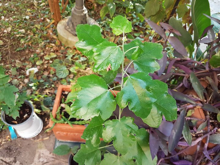 Alberello in giardino: Populus alba