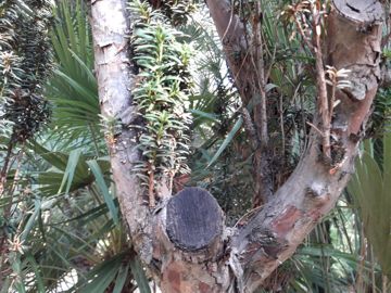 E'' anche Taxus baccata?