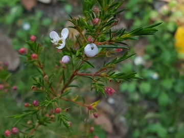 cv di Chamelaucium uncinatum