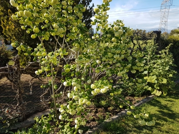 Sembra un''Ortensia: Viburnum opulus