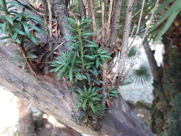 E'' anche Taxus baccata?