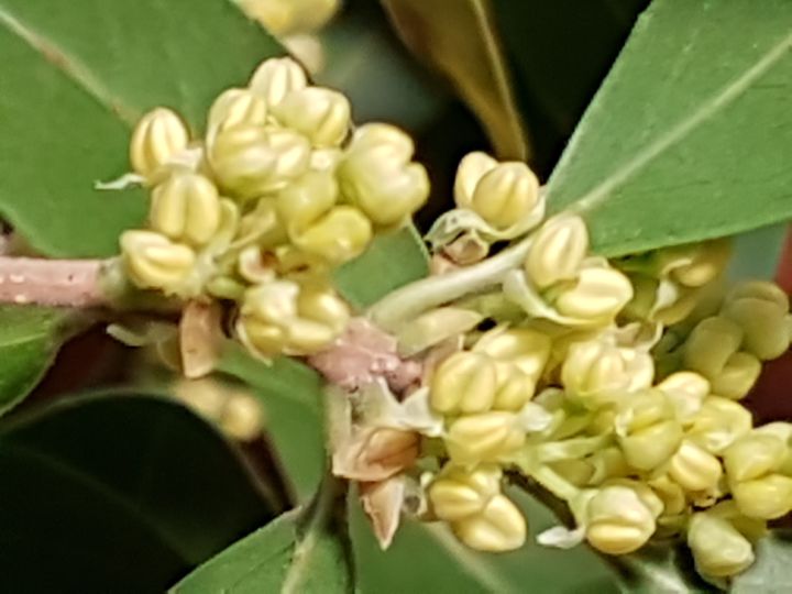 Albero incognito:  Phillyrea latifolia (Oleaceae)