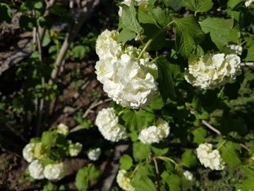 Sembra un''Ortensia: Viburnum opulus