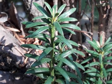 E'' anche Taxus baccata?