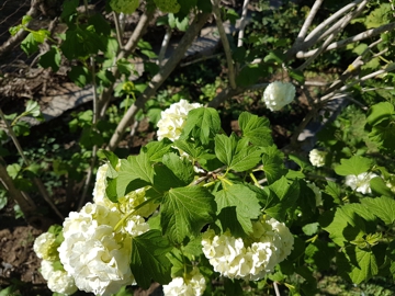 Sembra un''Ortensia: Viburnum opulus